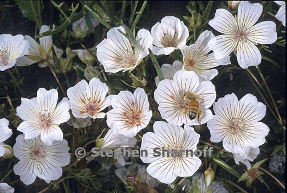limnanthes douglasii ssp rosea 2 graphic